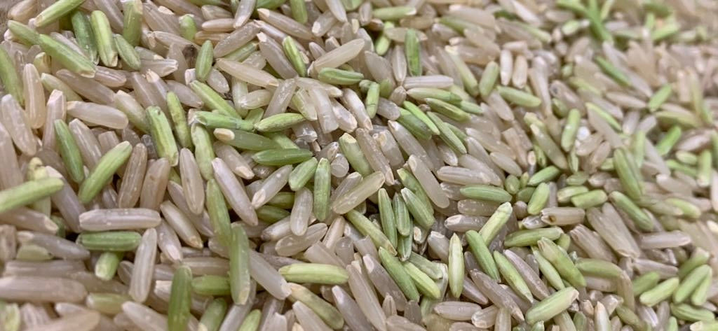 Young Greenish Brown Rice