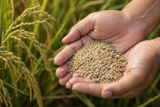Young greenish brown rice held in cupped hands