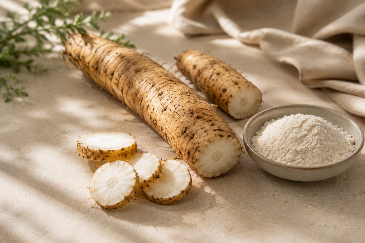 Chicory root, the source of prebiotic inulin