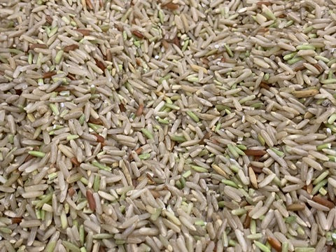 Close-up of young greenish long-grain brown rice